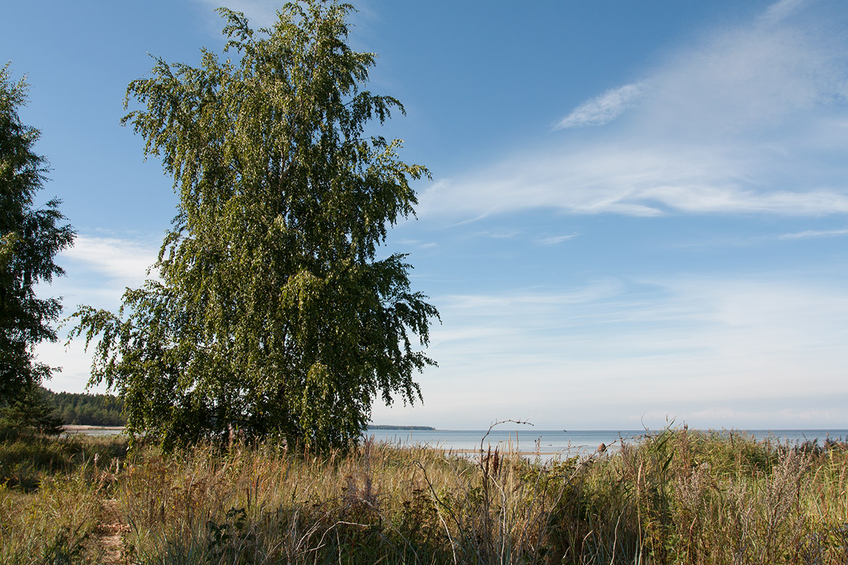 Image of Betula pendula specimen.