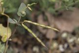 Coronilla scorpioides. Плоды. Крым, Бахчисарайский р-н, пос. Куйбышево. Вершина холма, на опоке. 22.05.2014.