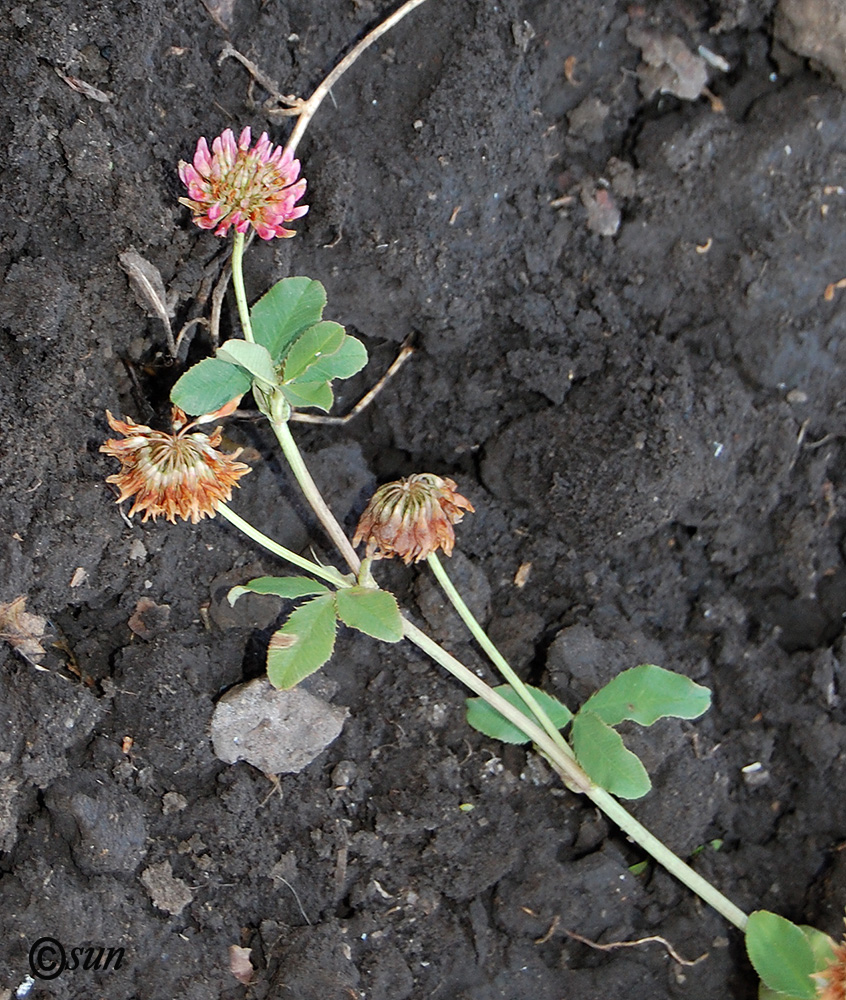 Image of Trifolium hybridum specimen.