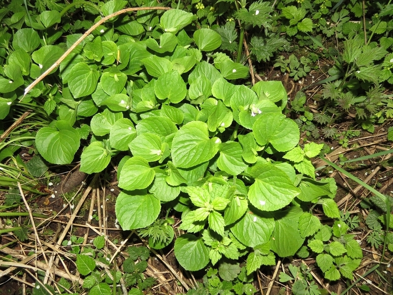 Image of Viola mirabilis specimen.