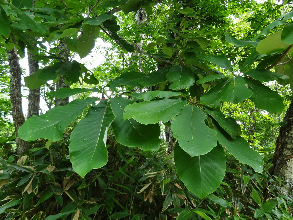 Изображение особи Magnolia hypoleuca.