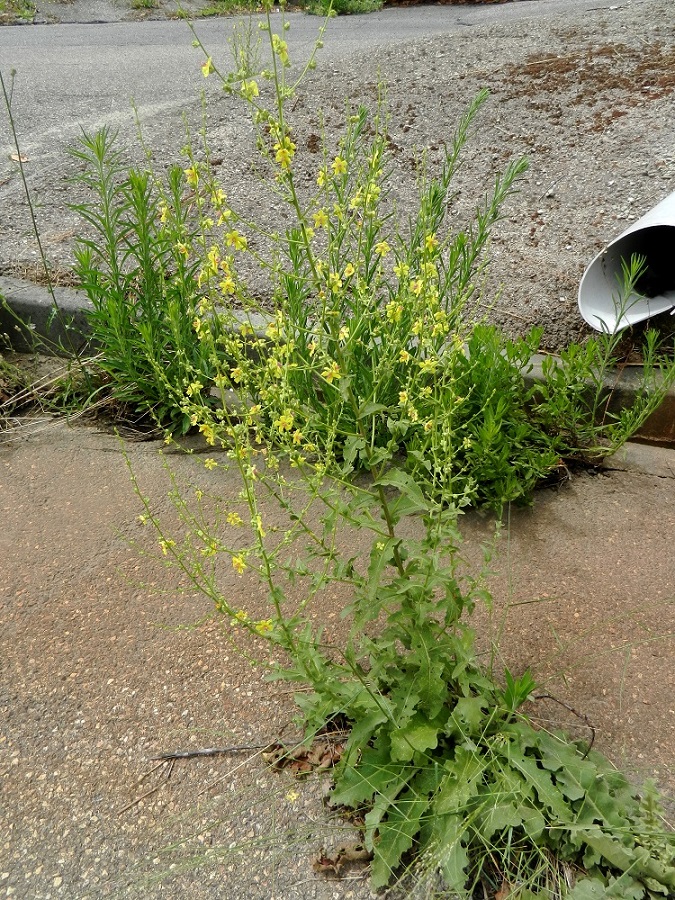 Изображение особи Verbascum chaixii.