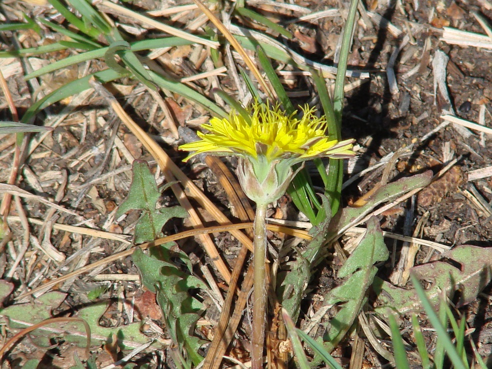 Изображение особи род Taraxacum.