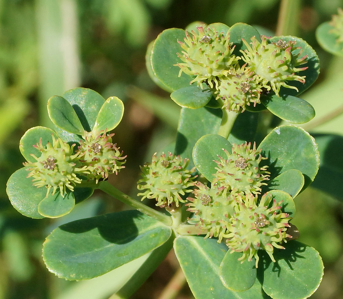 Image of Euphorbia pilosa specimen.