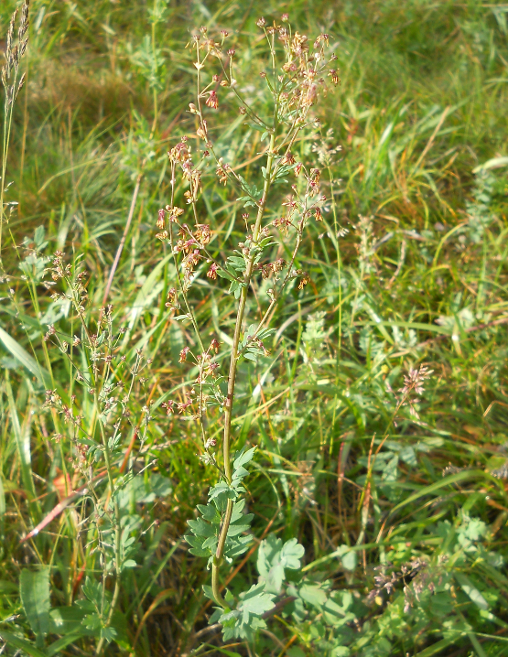 Image of Thalictrum altaicum specimen.