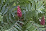 Rhus typhina