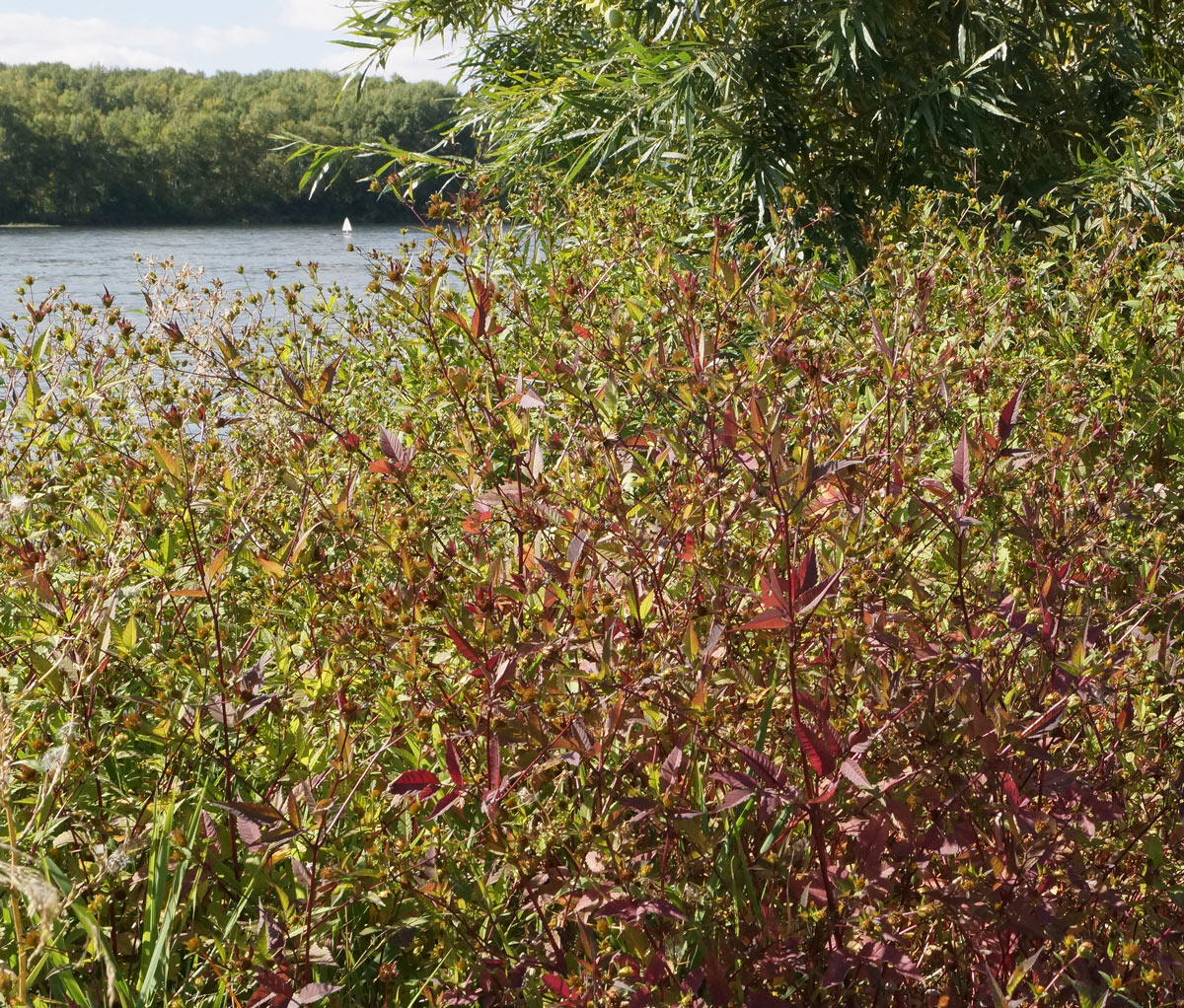 Image of Bidens frondosa specimen.