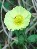 Papaver subspecies gracile