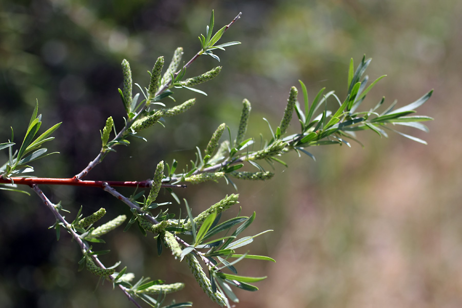 Изображение особи Salix wilhelmsiana.