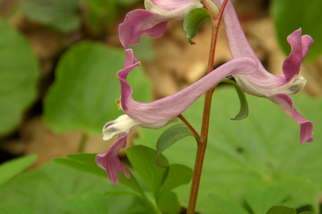 Image of Corydalis caucasica specimen.