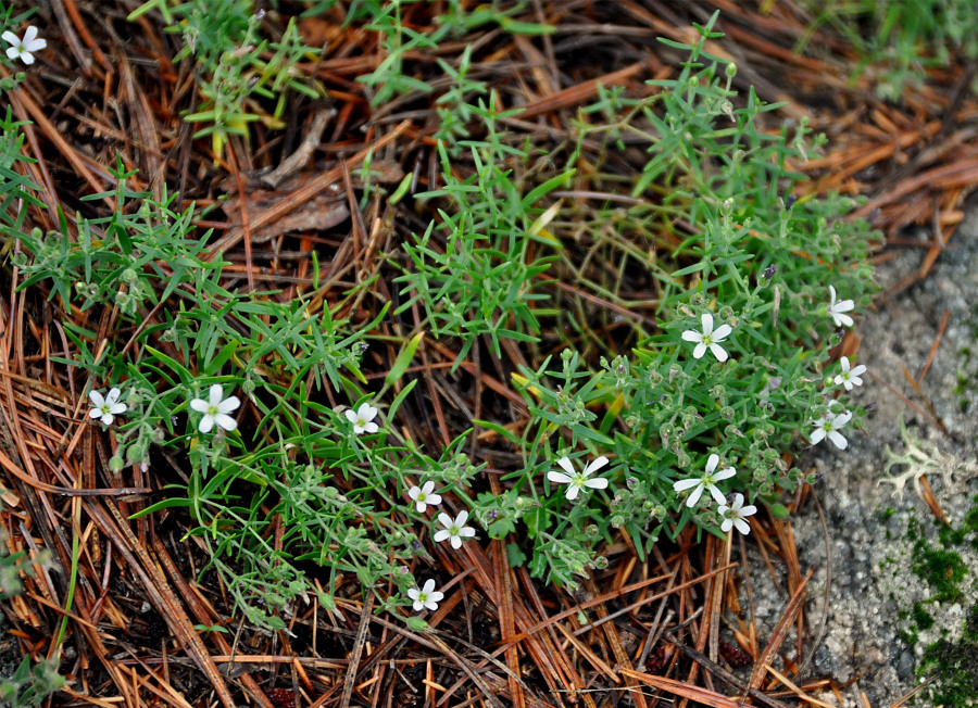 Image of Gypsophila violacea specimen.