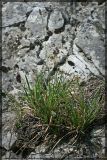 Sesleria albicans