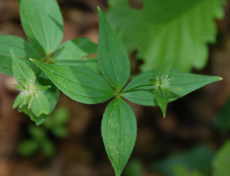 Изображение особи Asperula caucasica.