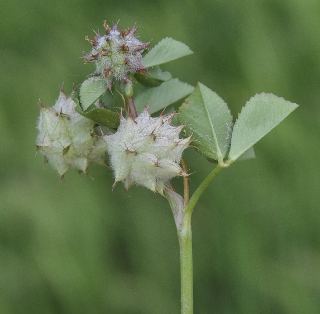 Image of Trifolium resupinatum specimen.