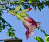 Allamanda blanchetii. Соцветие. Израиль, Шарон, пос. Кфар Шмариягу, во дворе. 07.09.2014.