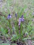 genus Polygala. Цветущее растение. Украина, Житомирская обл., Новоград-Волынский р-н, поле, у дороги. 23.05.2016.