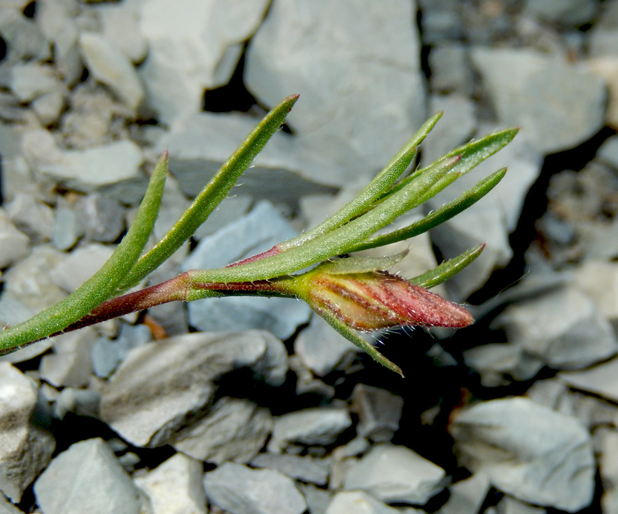 Изображение особи Fumana procumbens.