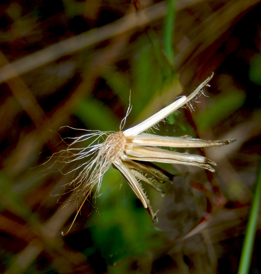 Image of Lagoseris sancta specimen.