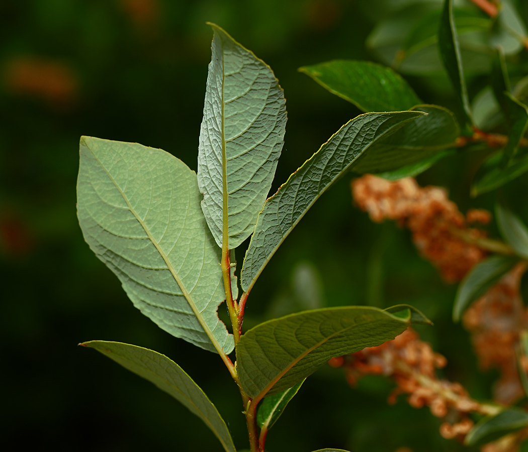 Изображение особи Salix starkeana.