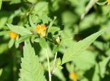 Bidens frondosa