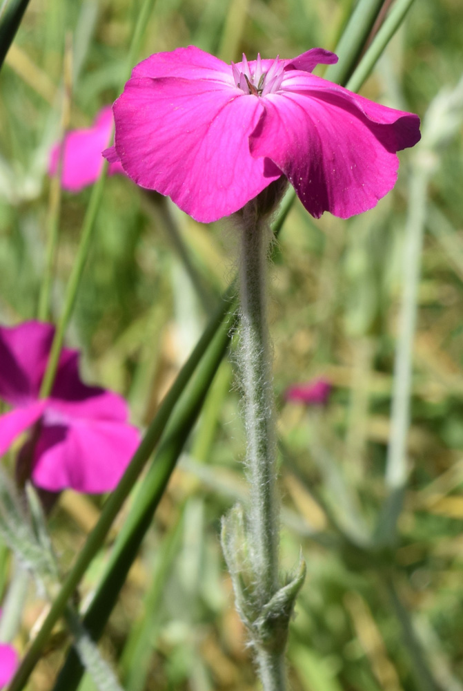 Image of Lychnis coronaria specimen.