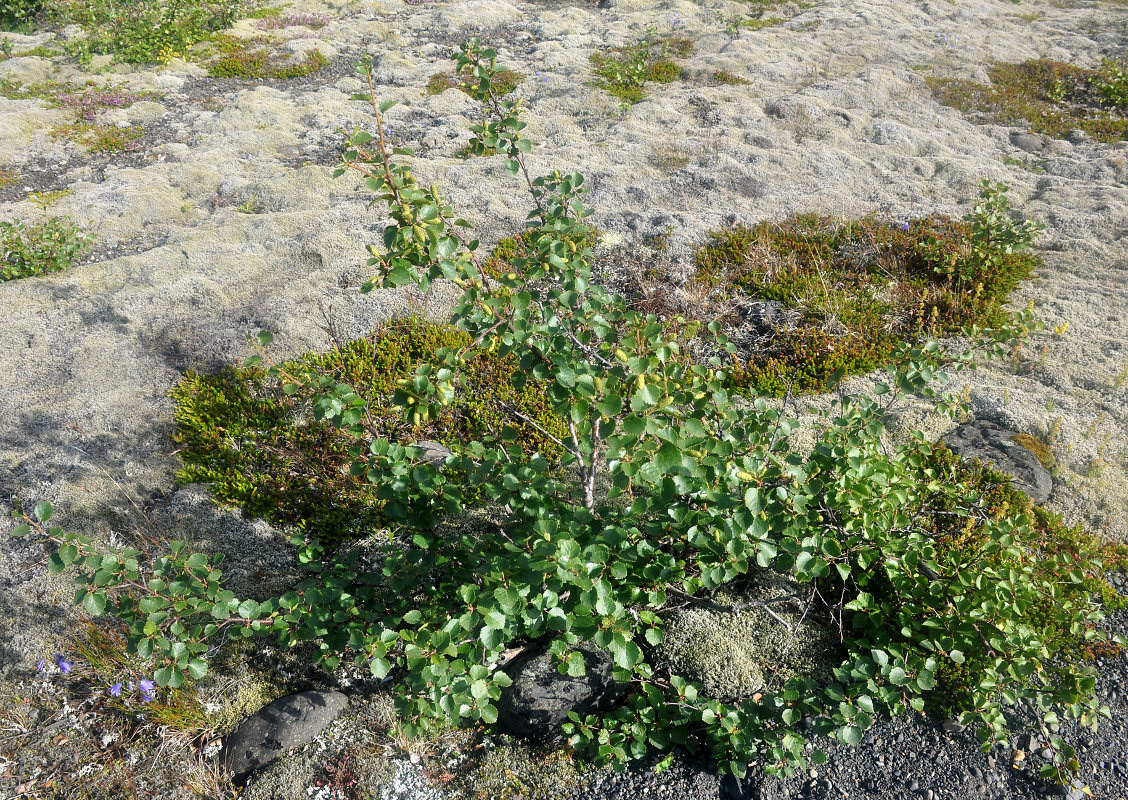 Image of genus Betula specimen.