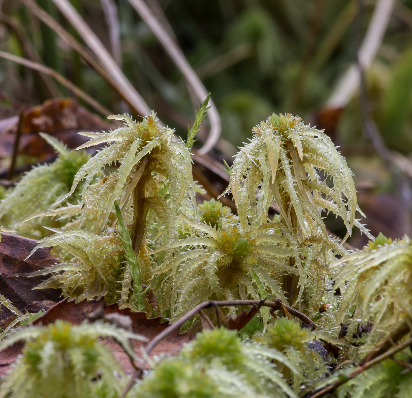 Липучка оттопыренная. Сфагнум. Sphagnum squarrosum. Сфагнум оттопыренный. Сфган оттопыренный.