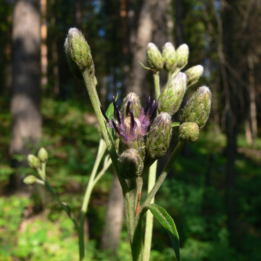 Изображение особи Saussurea controversa.