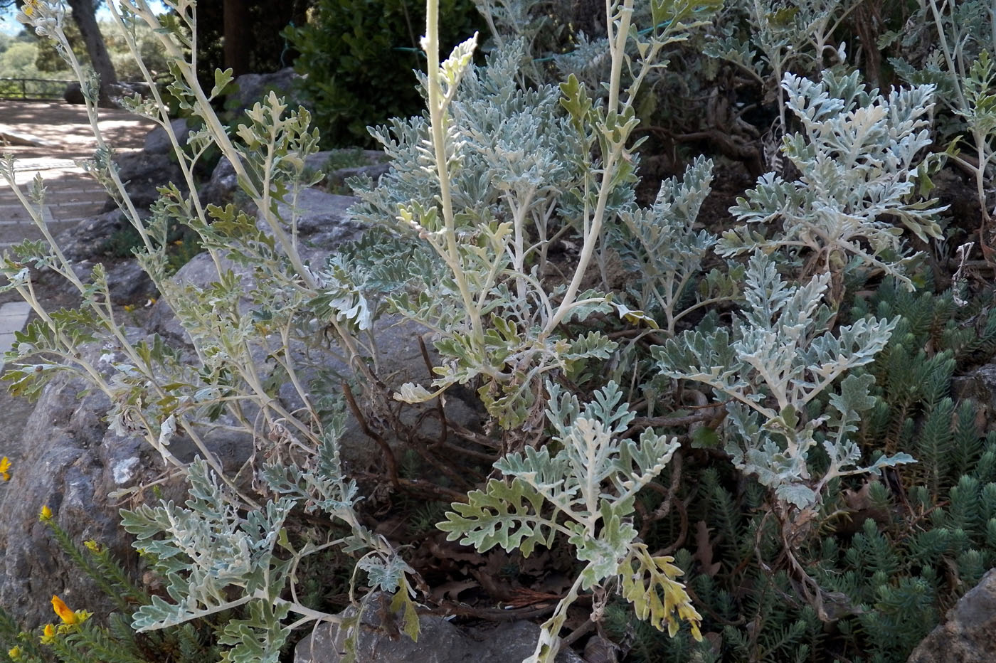 Image of Senecio cineraria specimen.