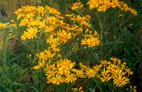 Senecio paludosus