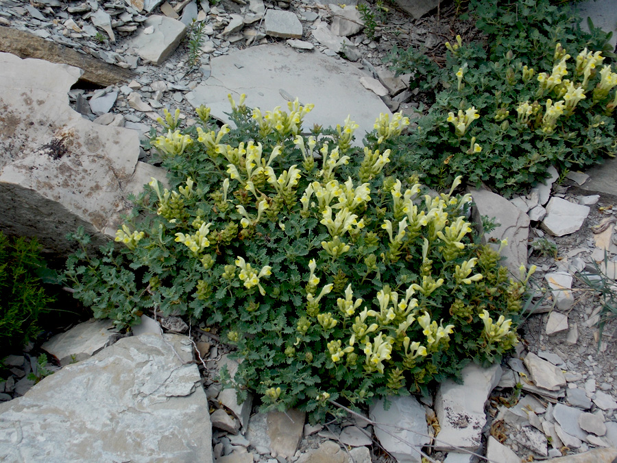 Image of Scutellaria novorossica specimen.