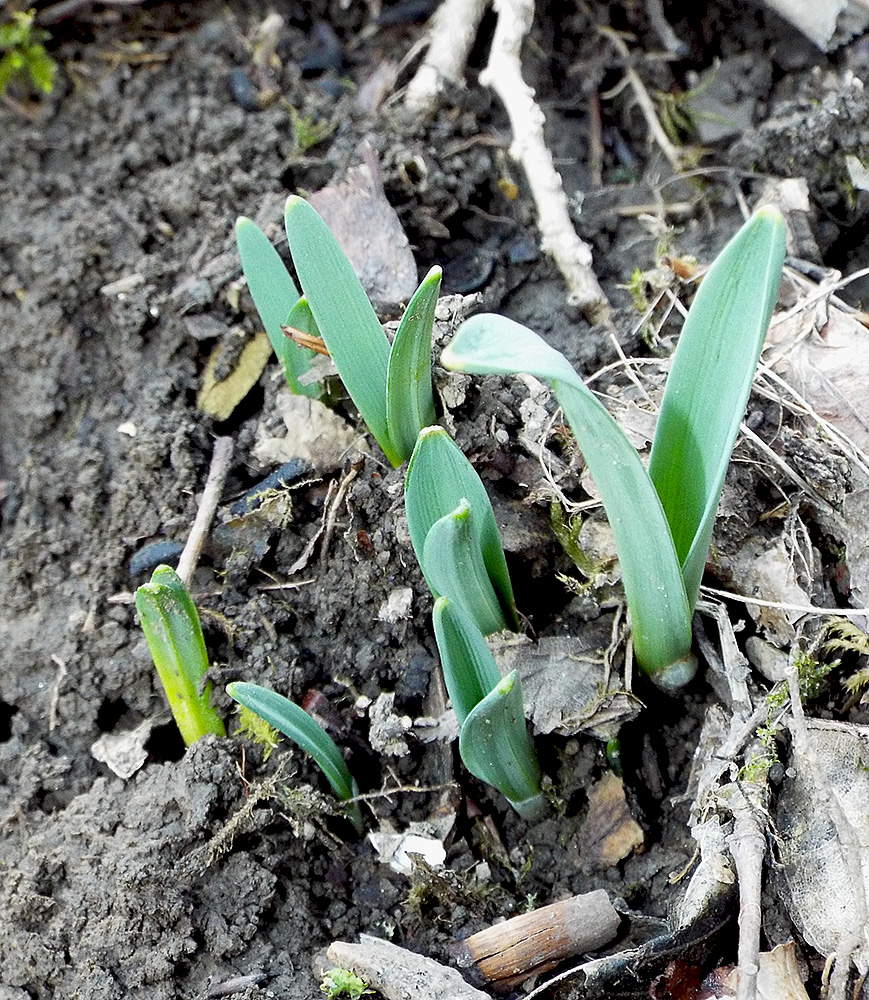 Image of Galanthus alpinus specimen.