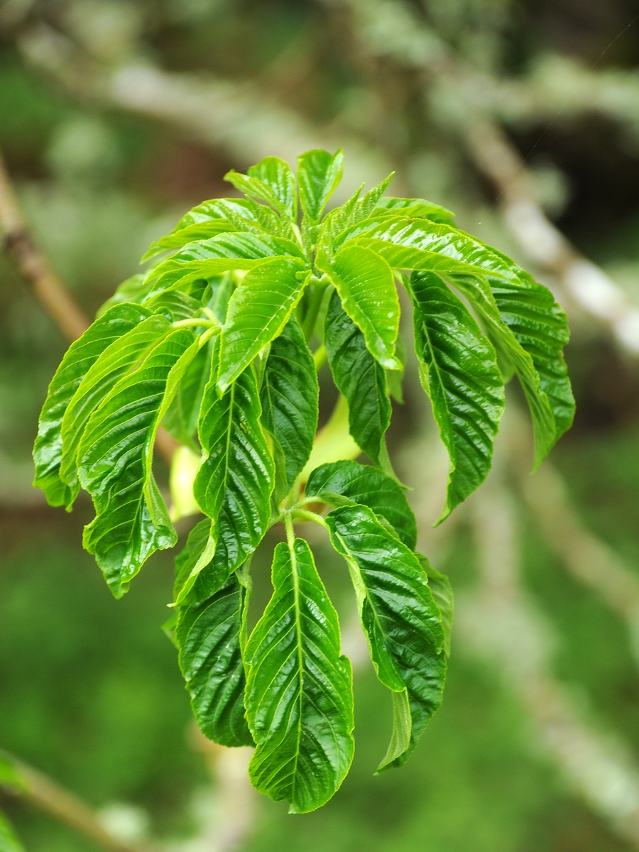 Image of Aesculus californica specimen.