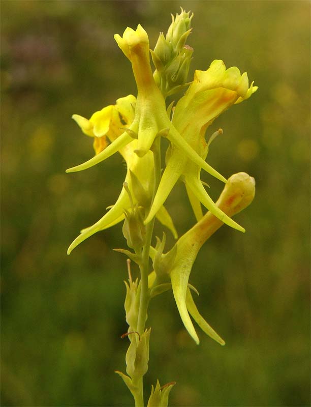 Image of Linaria genistifolia specimen.