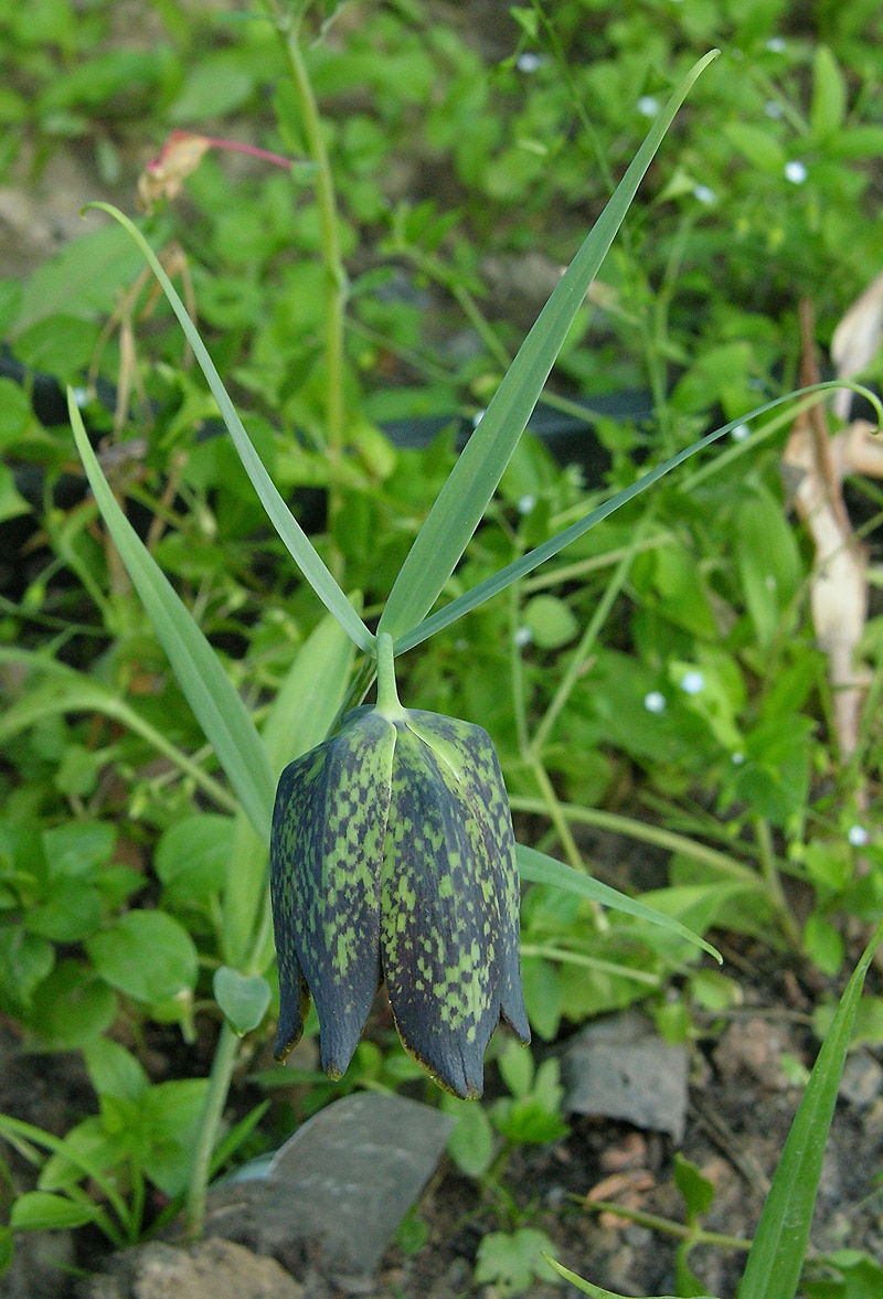 Изображение особи Fritillaria cirrhosa.