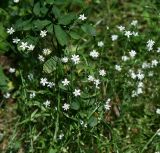 Stellaria graminea