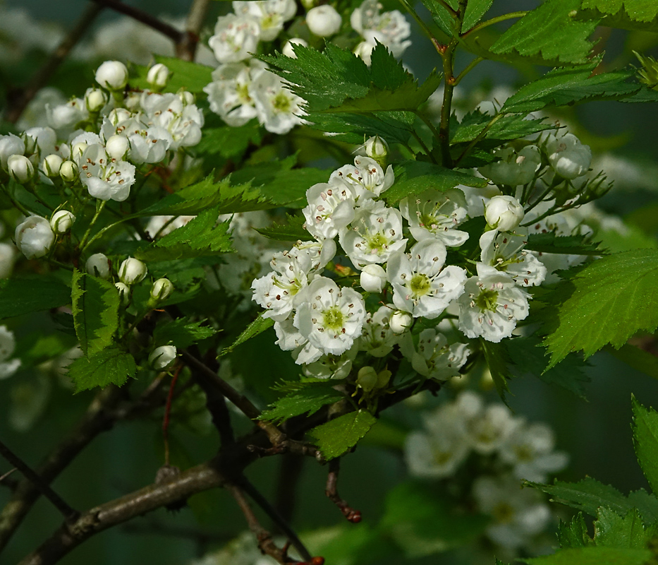 Изображение особи род Crataegus.