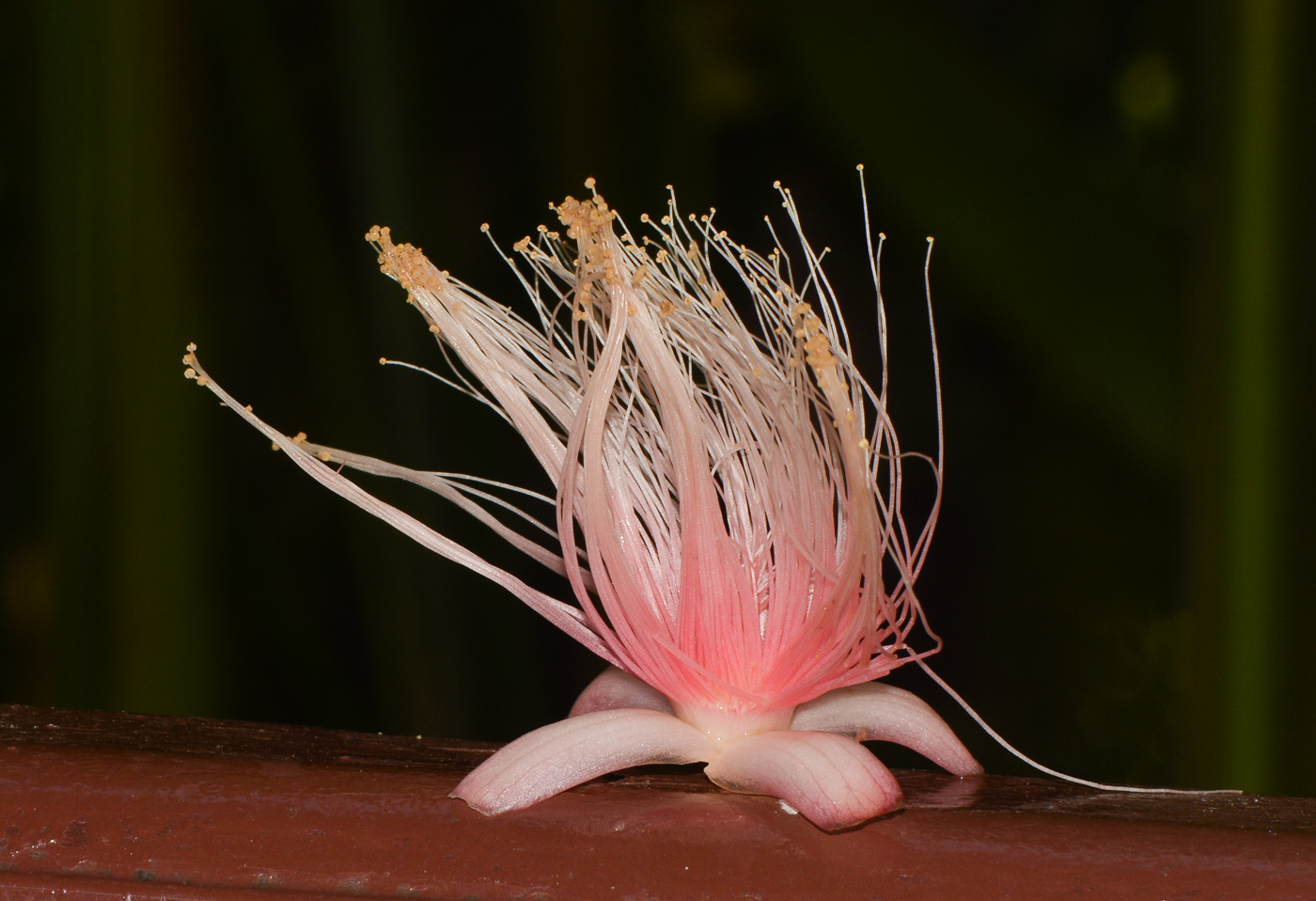 Image of Barringtonia racemosa specimen.