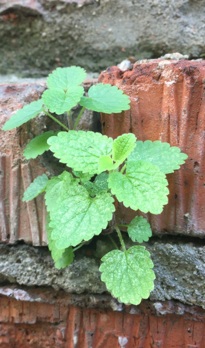 Image of familia Lamiaceae specimen.