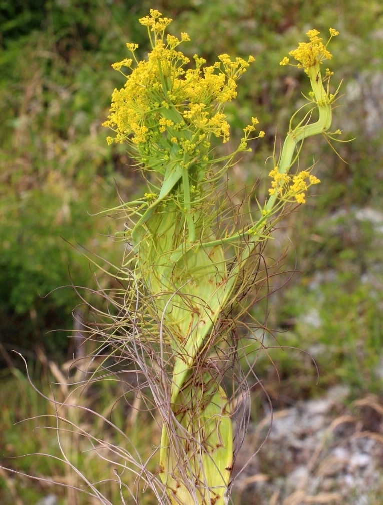 Image of Bupleurum woronowii specimen.