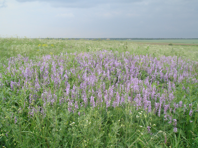 Image of Vicia tenuifolia specimen.