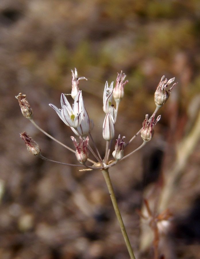 Image of Allium inaequale specimen.