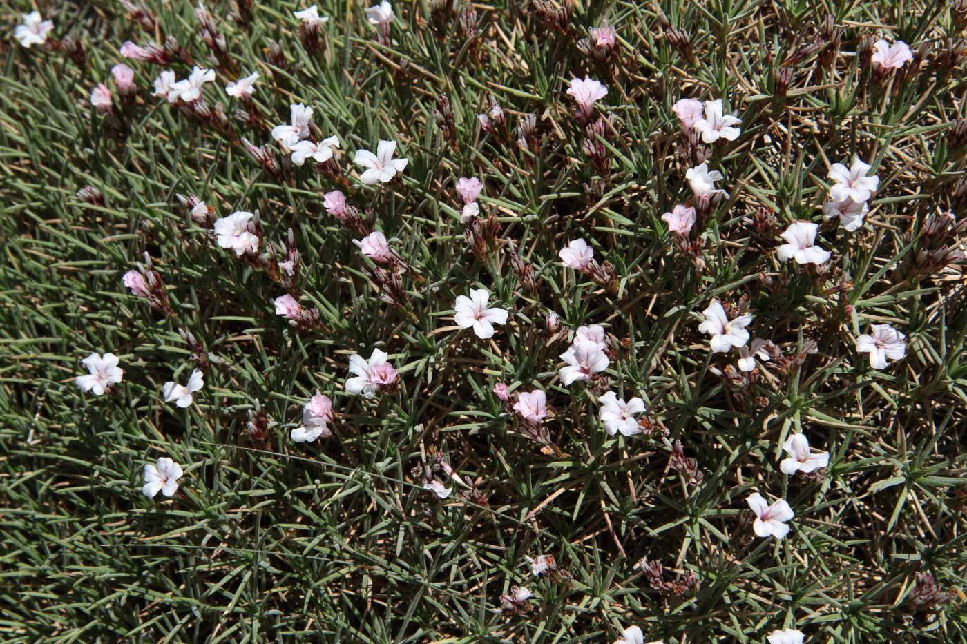 Image of Acantholimon velutinum specimen.