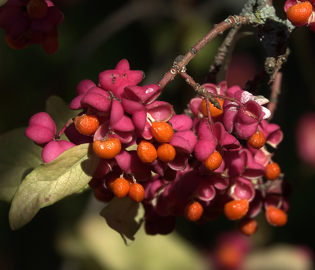 Image of Euonymus europaeus specimen.