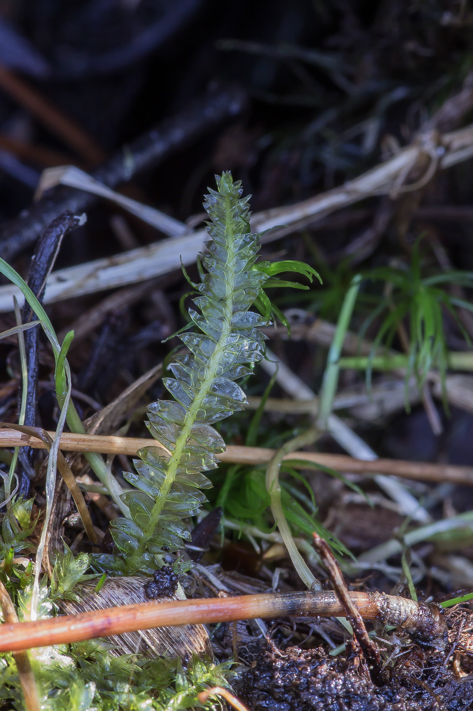 Изображение особи Plagiothecium denticulatum.