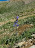 Ixiolirion tataricum. Цветущее растение. Израиль, горный массив Хермон, склон северной экспозиции долины Гальгаль. 04.06.2015.