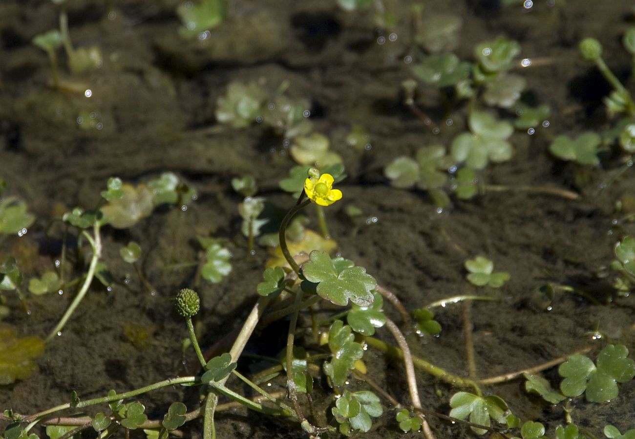 Image of Ranunculus natans specimen.