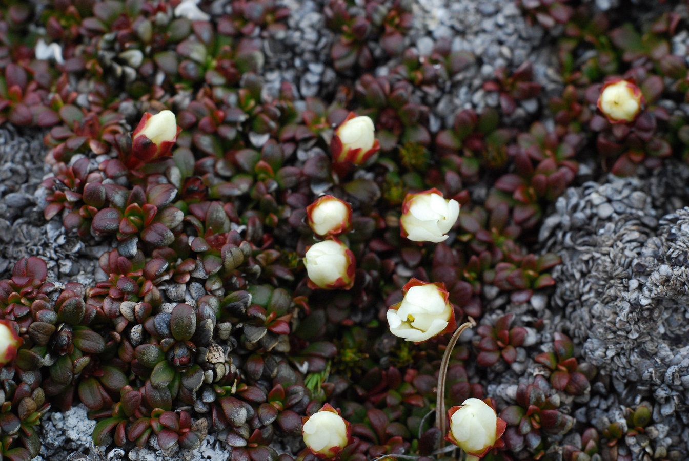 Image of Diapensia obovata specimen.