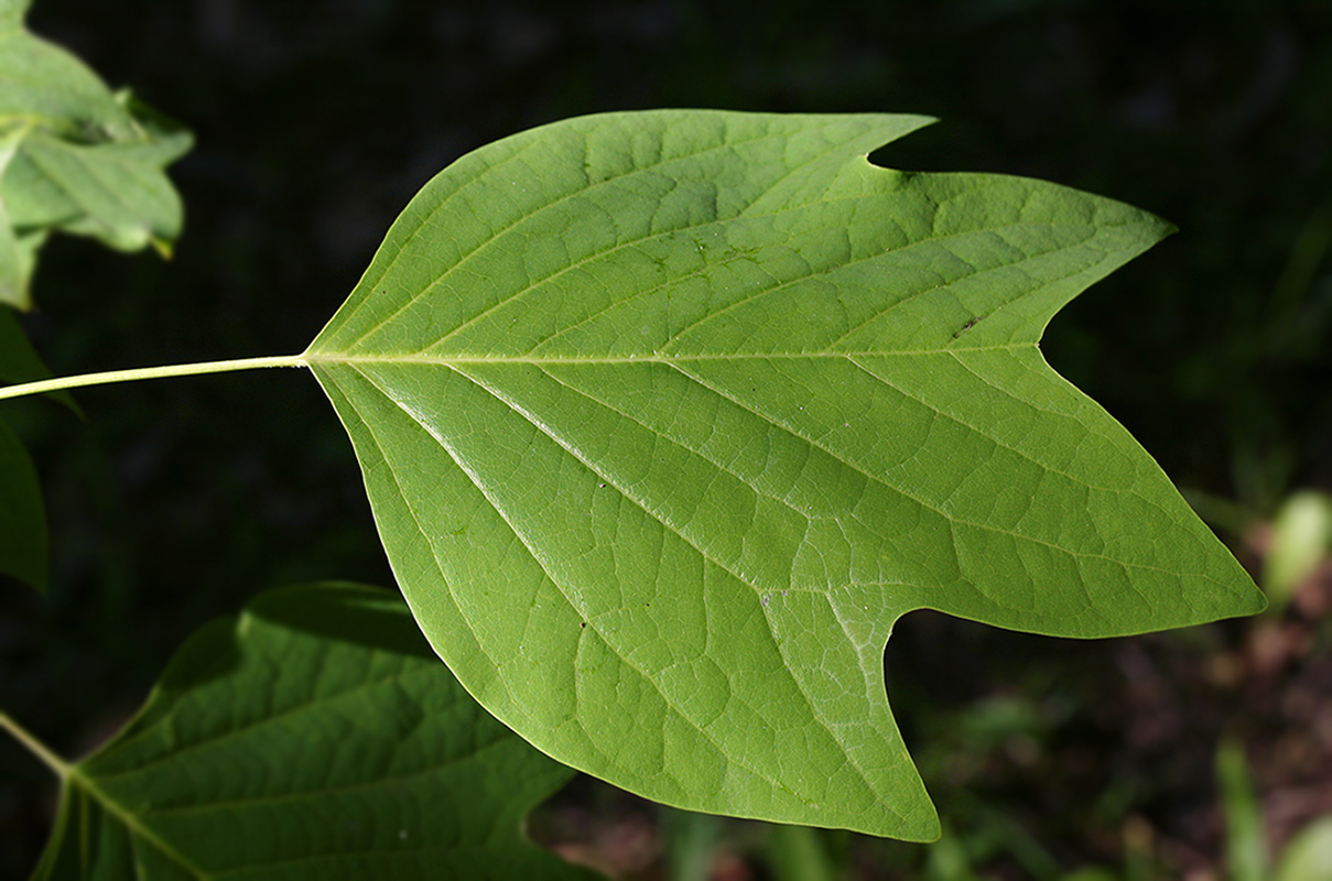 Изображение особи Liriodendron tulipifera.