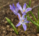 genus Chionodoxa. Цветущее растение. Крым, Севастополь, в культуре. 21.03.2018.